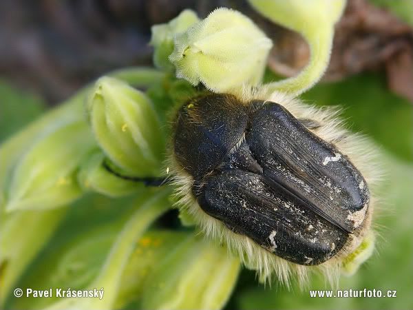 scarab-beetle-1630.jpg